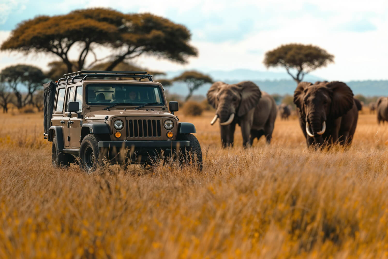 Africa & Safari Experiences